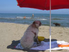 Cane in spiaggia